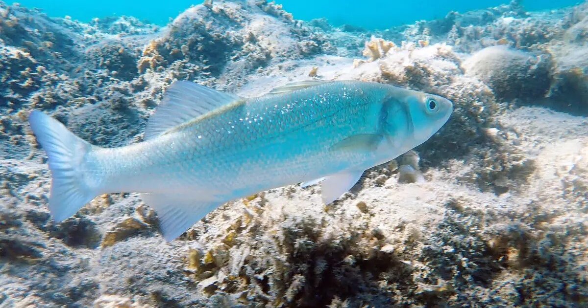 Gozo’s fishing traditions