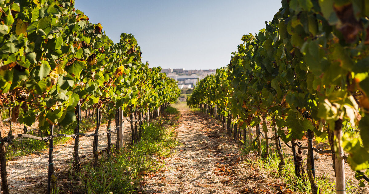 Farming Traditions of Gozo
